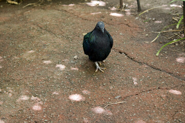 the nicobar pigeon is walking on the ground looking for food