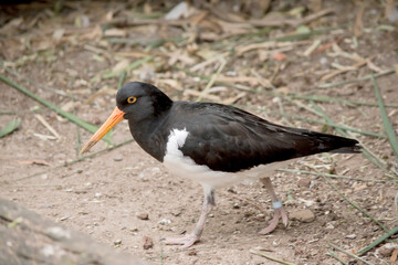 the pied oyster catcher has a black head and wings with a white under carriage. It has a thin orange beak and an orange ring around its eye