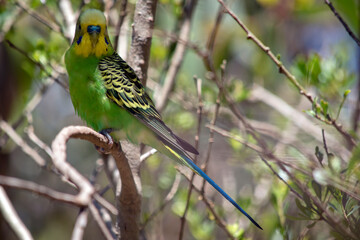 the parakeet is perched in a bush
