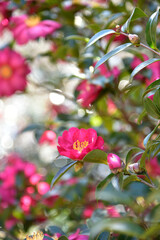 サザンカ　ツバキ科