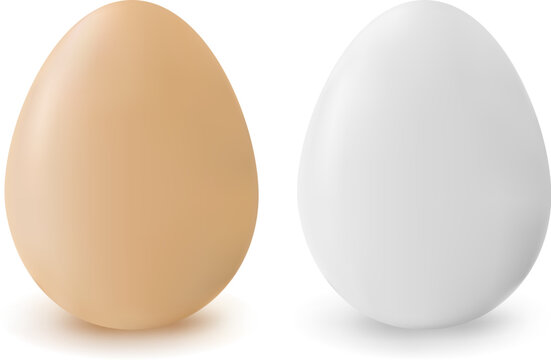 brown and white realistic vector eggs