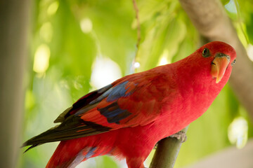 the red lory is perched on a tree branch