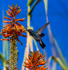 COLIBRÍ ALIMENTANDOSE © FLORUM STUDIO