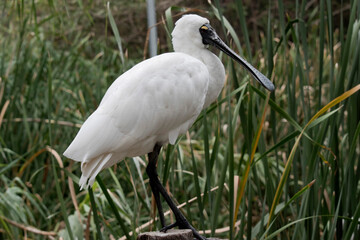The royal spoonbill is a large white sea bird with a black bill that looks like a spoon. The royal spoonbill has yellow