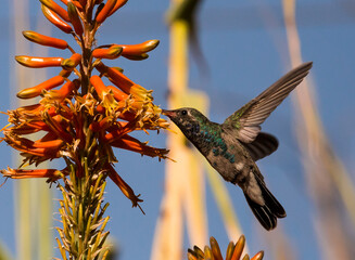 COLIBRÍ ALIMENTANDOSE