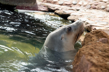 Sea lions are characterized by external ear flaps, long fore flippers, and a big chest and belly. T