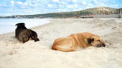 Two stray dogs sleeping on the warm sand of sea beach.
