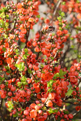 公園の木瓜の花