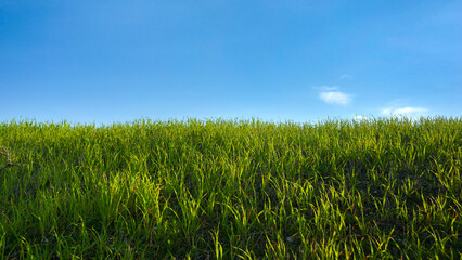 Fresh green grass swaying under wind against clear blue sky. Abstract natural background or backdrop