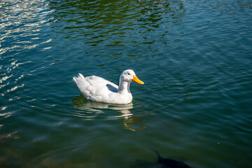 swan on the water