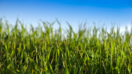 Closeup of fresh green grass growing against clear blue sky on sunny day.