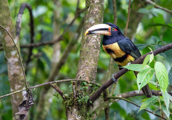 Pale Mandibled Aracari (Pteroglossus erythropygius) portrait, Mindo Cloud Forest, Ecuador.
