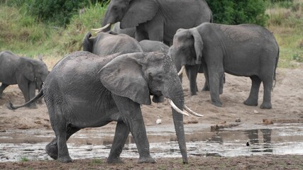 Fototapeta premium Closeup of big and small elephants playing together on sandy land in safari by a pond