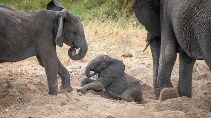 Closeup of a smiley big and small elephants playing together on a sand in safari