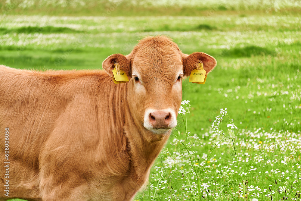 Wall mural portrait of cow in green field in netherlands blonde d'aquitaine cow with nameplate in ear