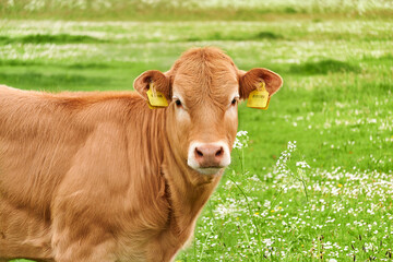 Portrait of cow in green field in Netherlands Blonde d'aquitaine cow with nameplate in ear 