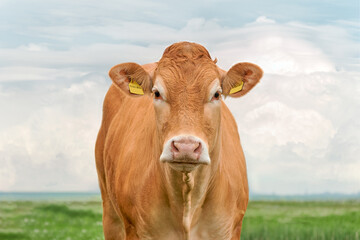 Close-up portrait of cow against the background of green field and blue sky Blonde d'aquitaine cow...
