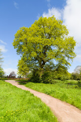 Fototapeta na wymiar English oak tree in spring alongside natural path under partly blue sky