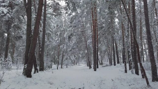 Video of a walk through beautiful winter snowy forest