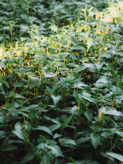 leaves in the garden