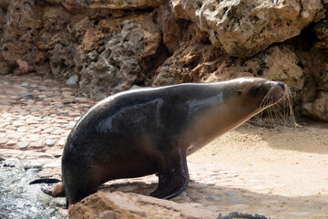 Sea lions are characterized by external ear flaps, long fore flippers, and a big chest and belly. T