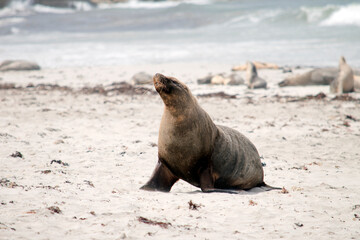 the sealion is on the beach