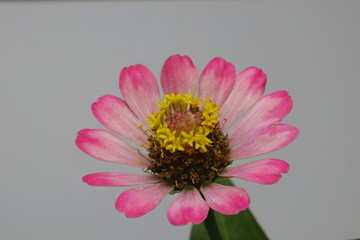 Zinnia Flower Colorful Petal Cutout White Background