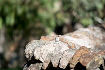the female superb wren is resting on a rock