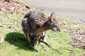 Naklejka premium the tammar wallaby is grey with tan paws, legs and forehead