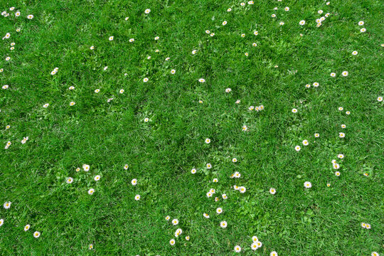 Top view of green grass and small daisy flowers background