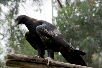 The Wedge-tailed Eagle is a dark brown-black color. The beak of the Wedge-tailed Eagle is pale cream.