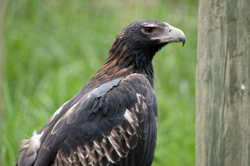 this is a side view of a wedge tailed eagle
