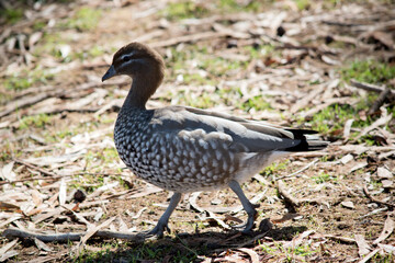 this is a side view of an Australian wood duck walking