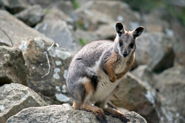 Naklejka na ściany i meble the yellow footed rock wallaby has a grey body with tan arms and a white chest and a long tail