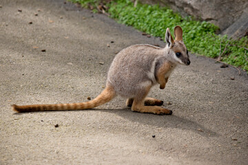 the yellow footed rock wallaby has a grey body with tan arms and a white chest and a long tail