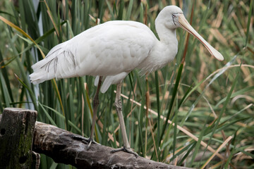 the yellow spoonbill is standing on a fence