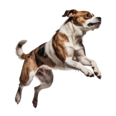 jack russell terrier isolated on transparent background cutout