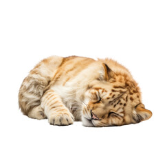 Obraz premium cat sleep isolated on transparent background cutout
