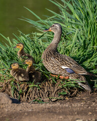 Colorful Ducks wading, swimming and eating in Arizona, America, USA.