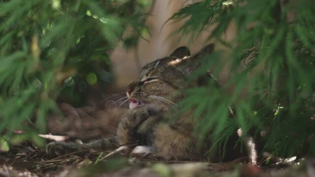 Cute cat licking paw while resting in shade of a tree