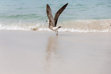 Naklejka premium seagull in the sea