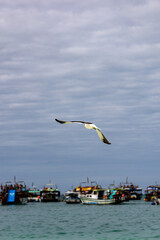 seagull in the sea