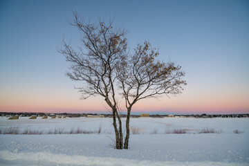 Lone Tree against orange and blue winter sky at dusk
