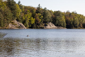 geese on lake in Killarney, Canada