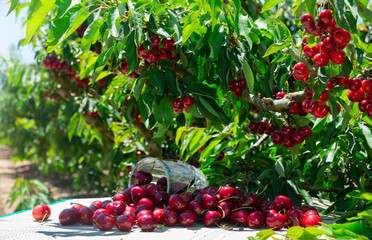 Closeup of harvested ripe fleshy sweet cherry berries on table under green branches of tree in garden on summer day
