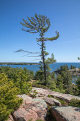 Fototapeta premium pine tree on a cliff