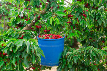 Fototapeta na wymiar basket full of great and juicy ripe red cherries