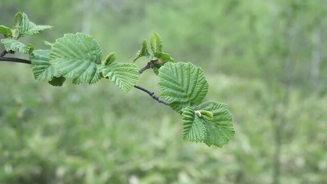 A branch of alder with young leaves is swaying in the wind.
