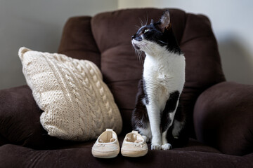 Black and white cat sitting near baby shoes as pregnancy review photo. Expecting a sister