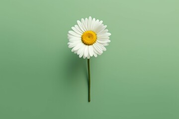 Chamomile flower on studio background, selective focus with copy space. AI generated, human enhanced. - obrazy, fototapety, plakaty